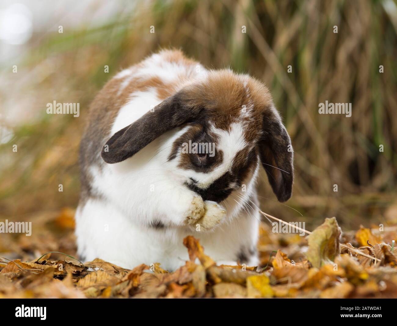 Zwerglopf-Kaninchen. Männlich in trockenen Herbstblättern, pflegen. Deutschland Stockfoto