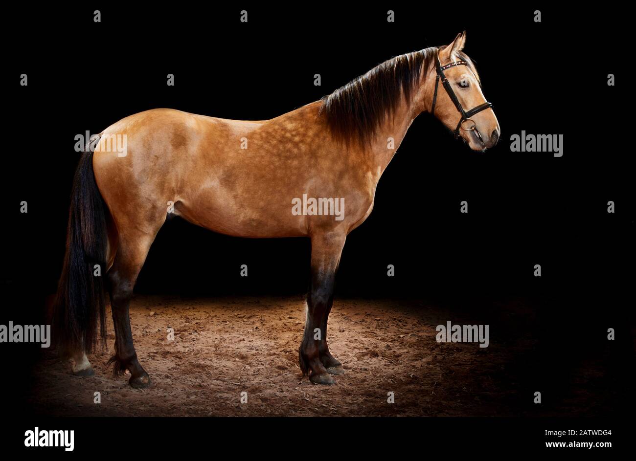 Leonharder Pferd. Erwachsene stehen, vor schwarzem Hintergrund gesehen Deutschland. Stockfoto