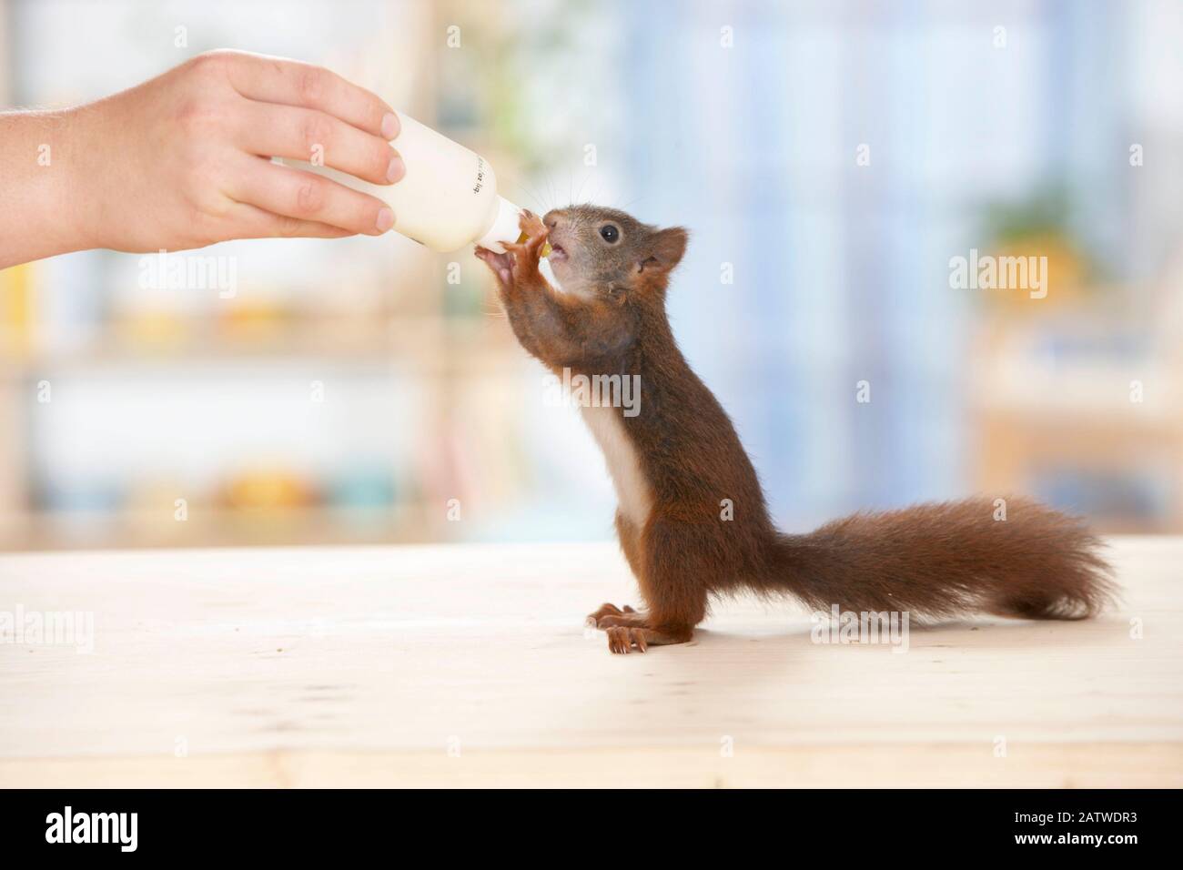 Europäisches Eichhörnchen (Sciurus vulgaris). Verwaiste junge, Flasche - Deutschland Fed Stockfoto