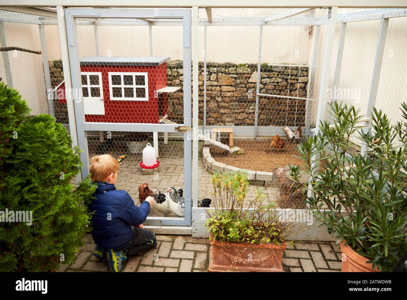 Haushuhn. Hühnerhaus mit Hühnerlauf in einem Innenhof. Deutschland Stockfoto