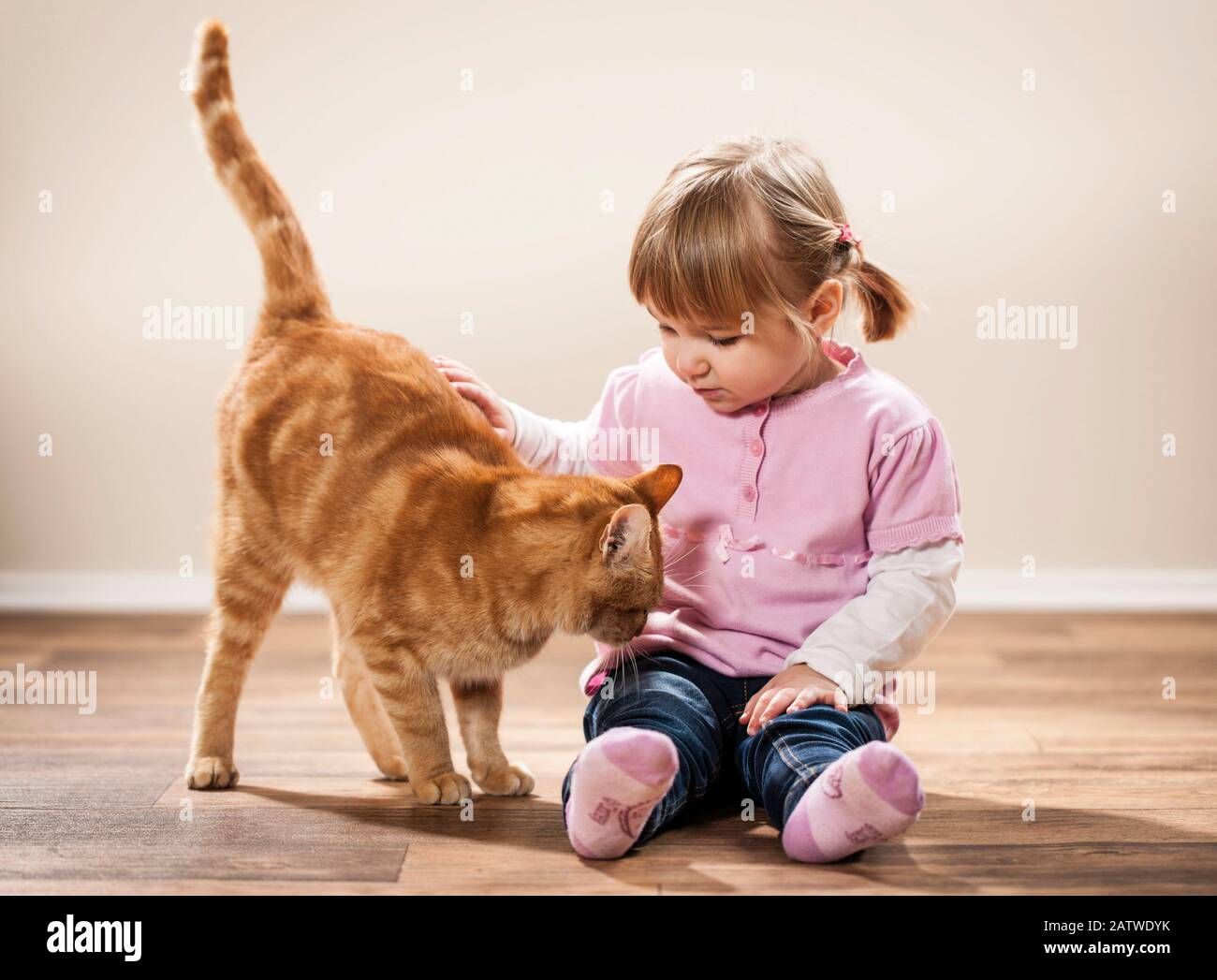 Ein kleines Mädchen und eine rot-tabby Hauskatze auf einem Holzboden. Deutschland... Stockfoto