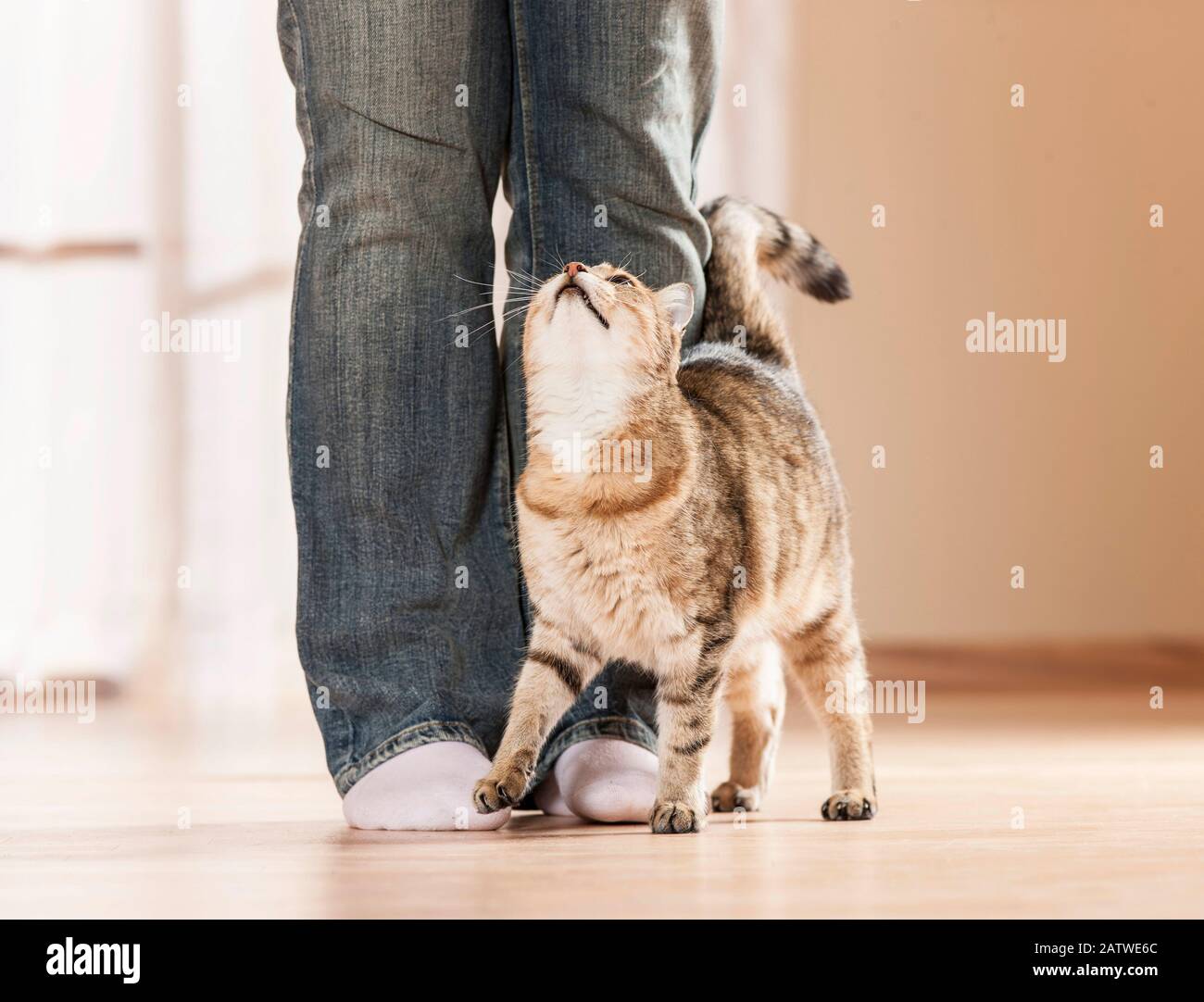 Hauskatze. Erwachsene Katzen zeigen ihre Zuneigung zu einer Person, indem sie ihre Stirn an den Beinen reiben. Deutschland Stockfoto