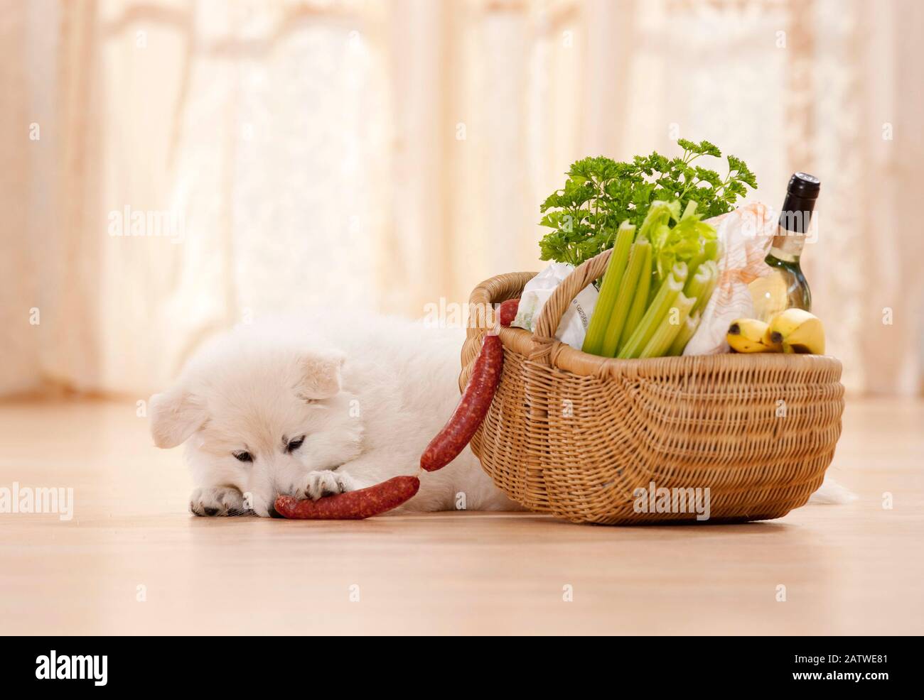Berger Blanc Suisse, White Swiss Shepherd Dog. Hündin stiehlt Wurst aus einem Korbkorb. Deutschland Stockfoto