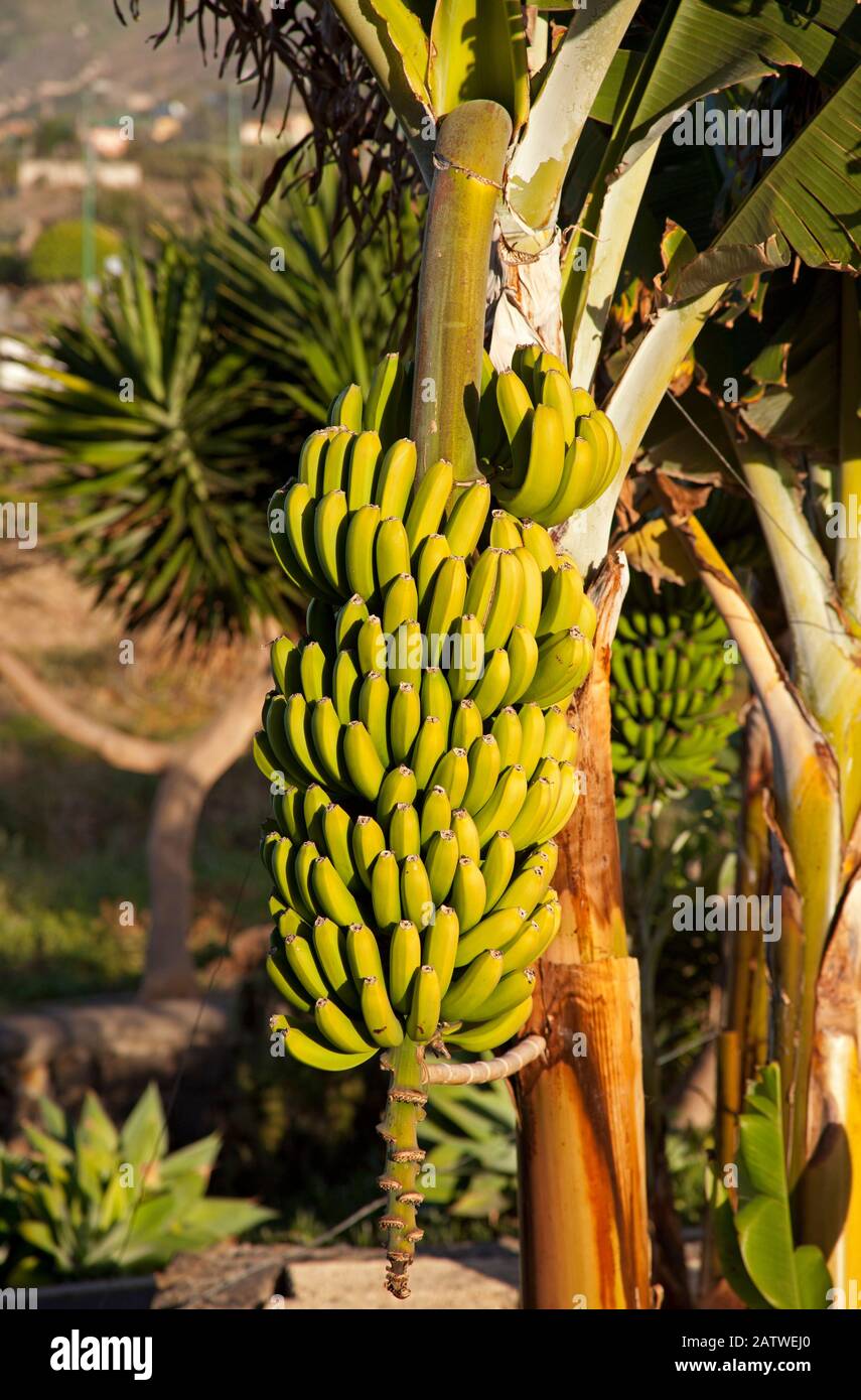 Kanaren-Bananen am Baum, Puerto De La Cruz, Tenera-Nord, Spanien Stockfoto