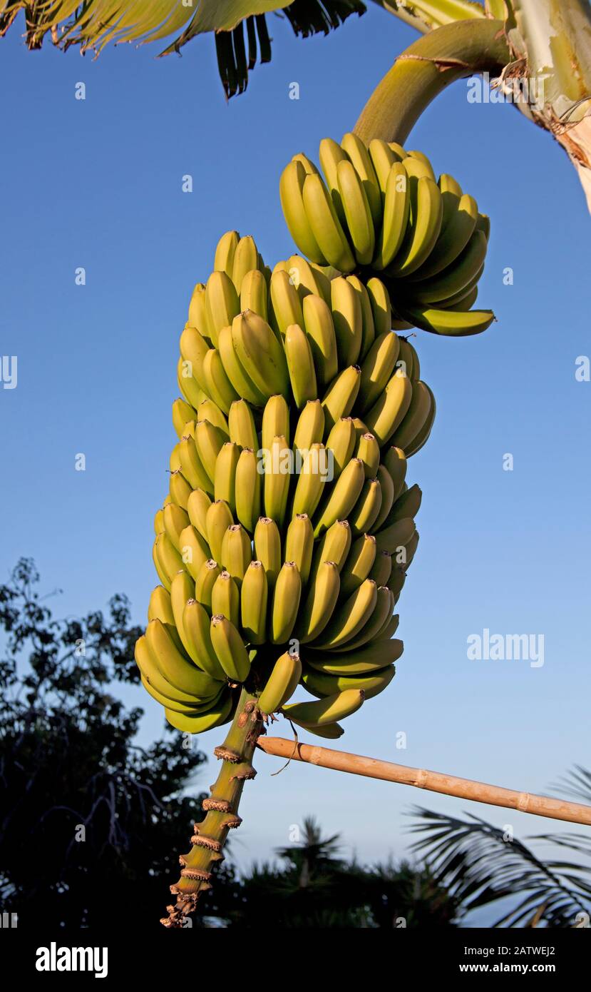 Kanaren-Bananen am Baum, Puerto De La Cruz, Tenera-Nord, Spanien Stockfoto