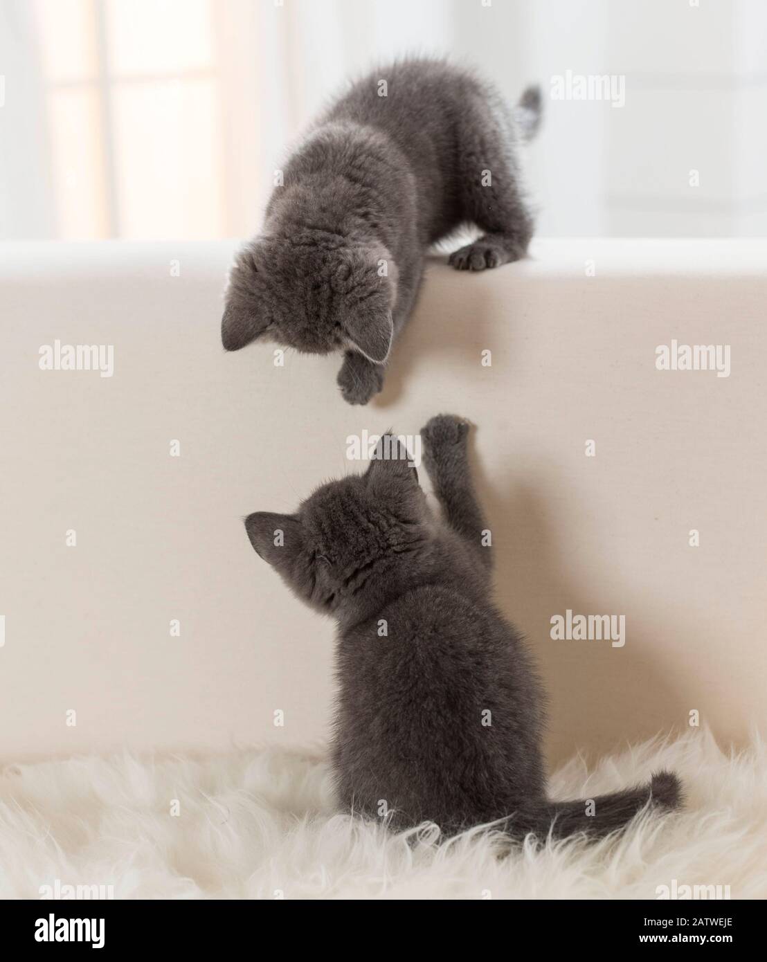 Chartreux-Katze. Zwei Kätzchen, die auf einer Couch spielen. Deutschland Stockfoto