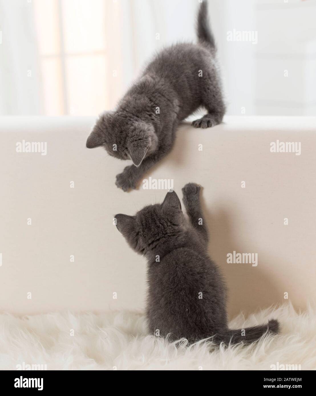 Chartreux-Katze. Zwei Kätzchen, die auf einer Couch spielen. Deutschland Stockfoto