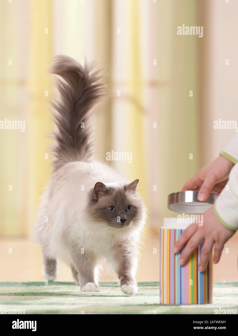 Birman, Heiliger Birman. Erwachsene Katze nähert sich erwartungsvoll einer Futterdose. Deutschland . Stockfoto