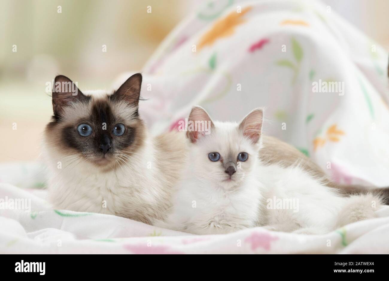 Birman, die heilige Katze von Birma. Mutter mit Kätzchen auf einer Decke. Deutschland Stockfoto