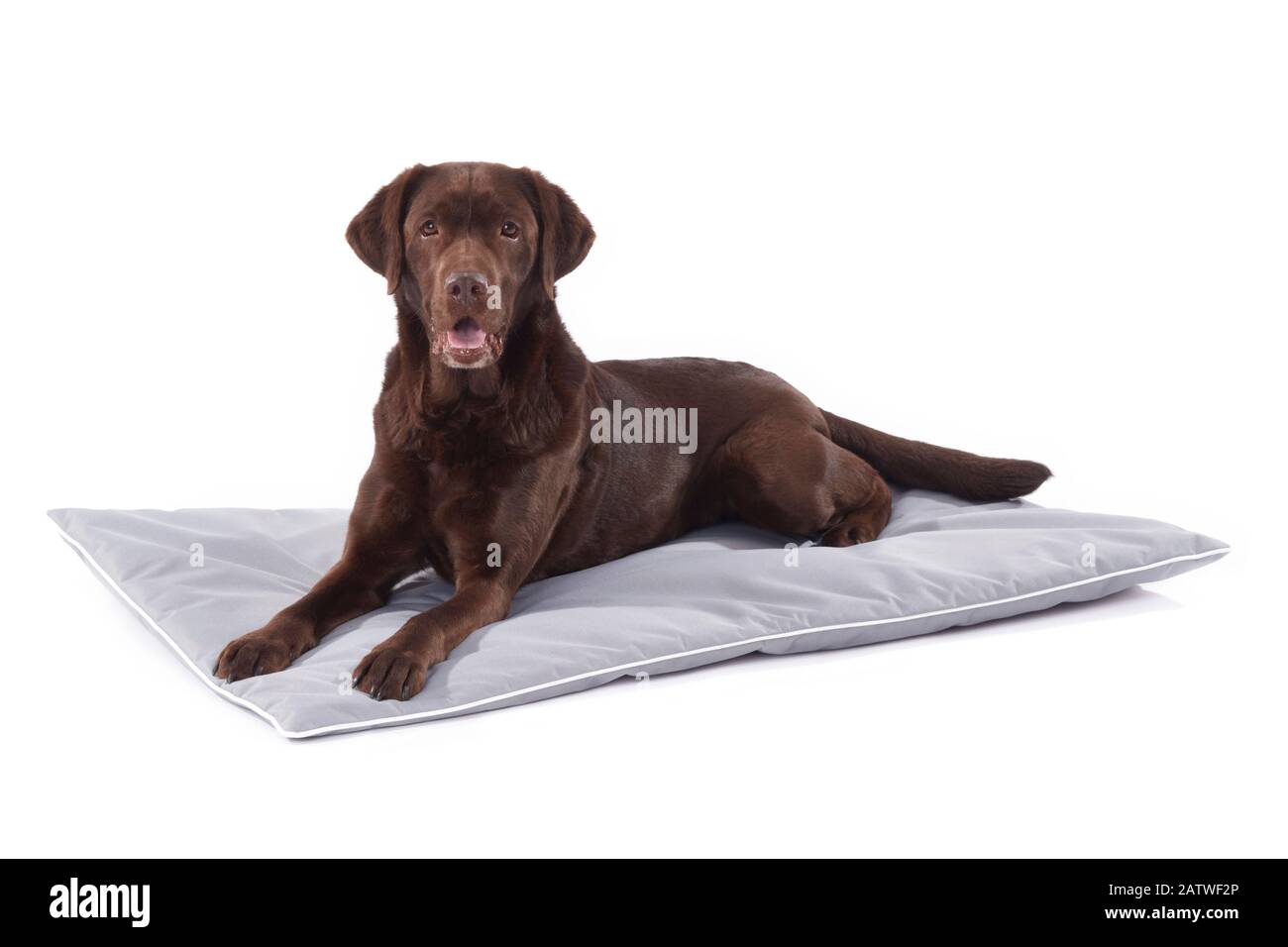 Labrador Retriever liegt auf einer Tiermatte. Studio-Bild vor weißem Hintergrund. Deutschland. Stockfoto