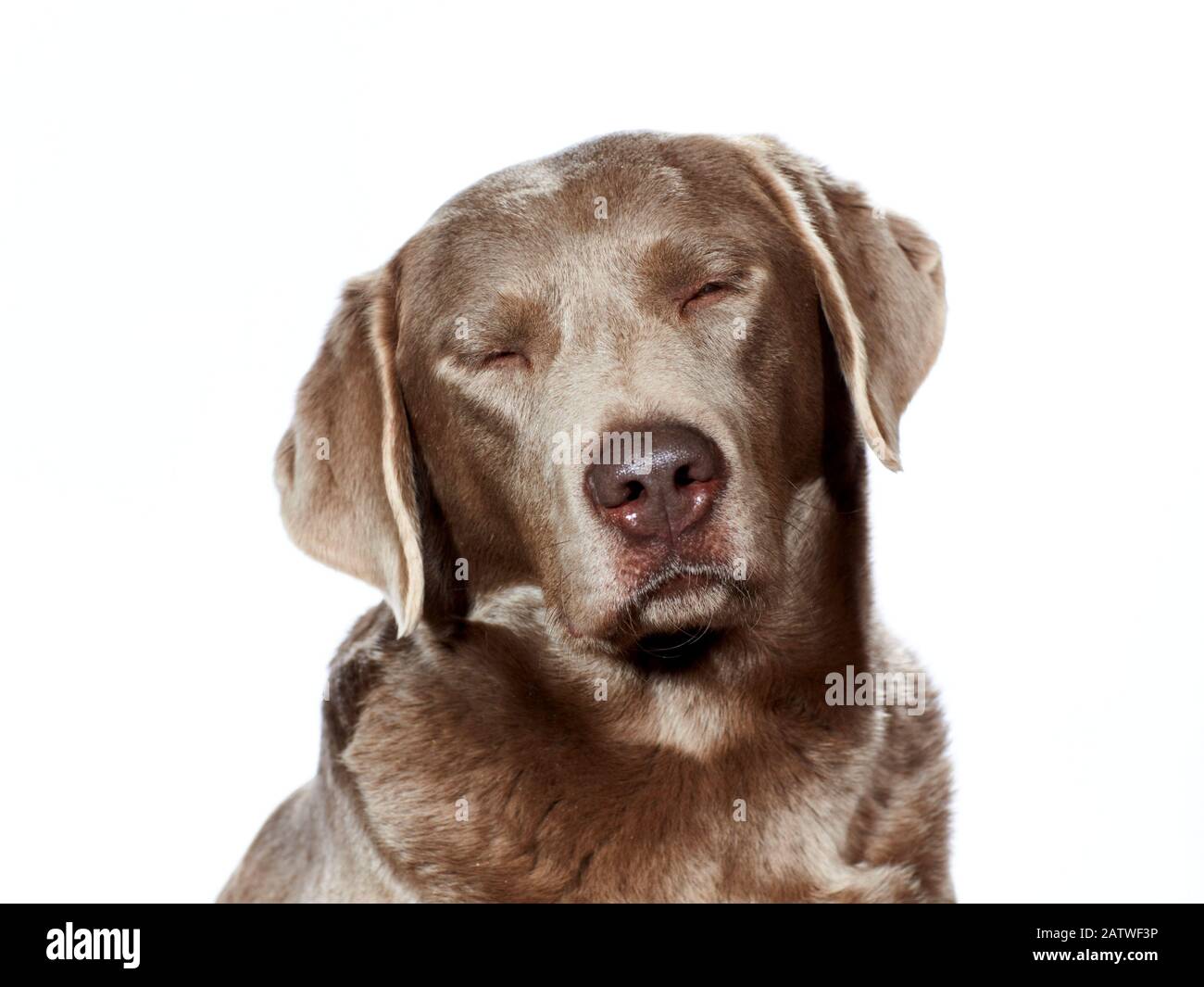 Labrador Retriever. Porträt des Erwachsenen vor weißem Hintergrund, Augen geschlossen. Deutschland Stockfoto