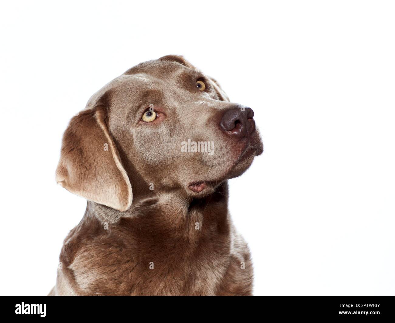 Labrador Retriever. Porträt des Erwachsenen vor weißem Hintergrund Stockfoto