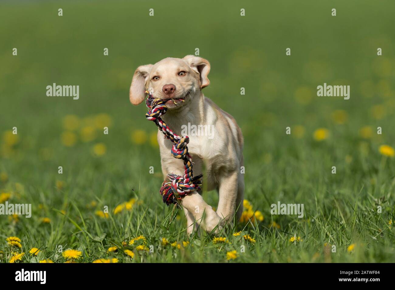 Labrador Retriever. Welpe läuft auf einer Wiese und trägt ein Spielzeugseil. Deutschland. Stockfoto