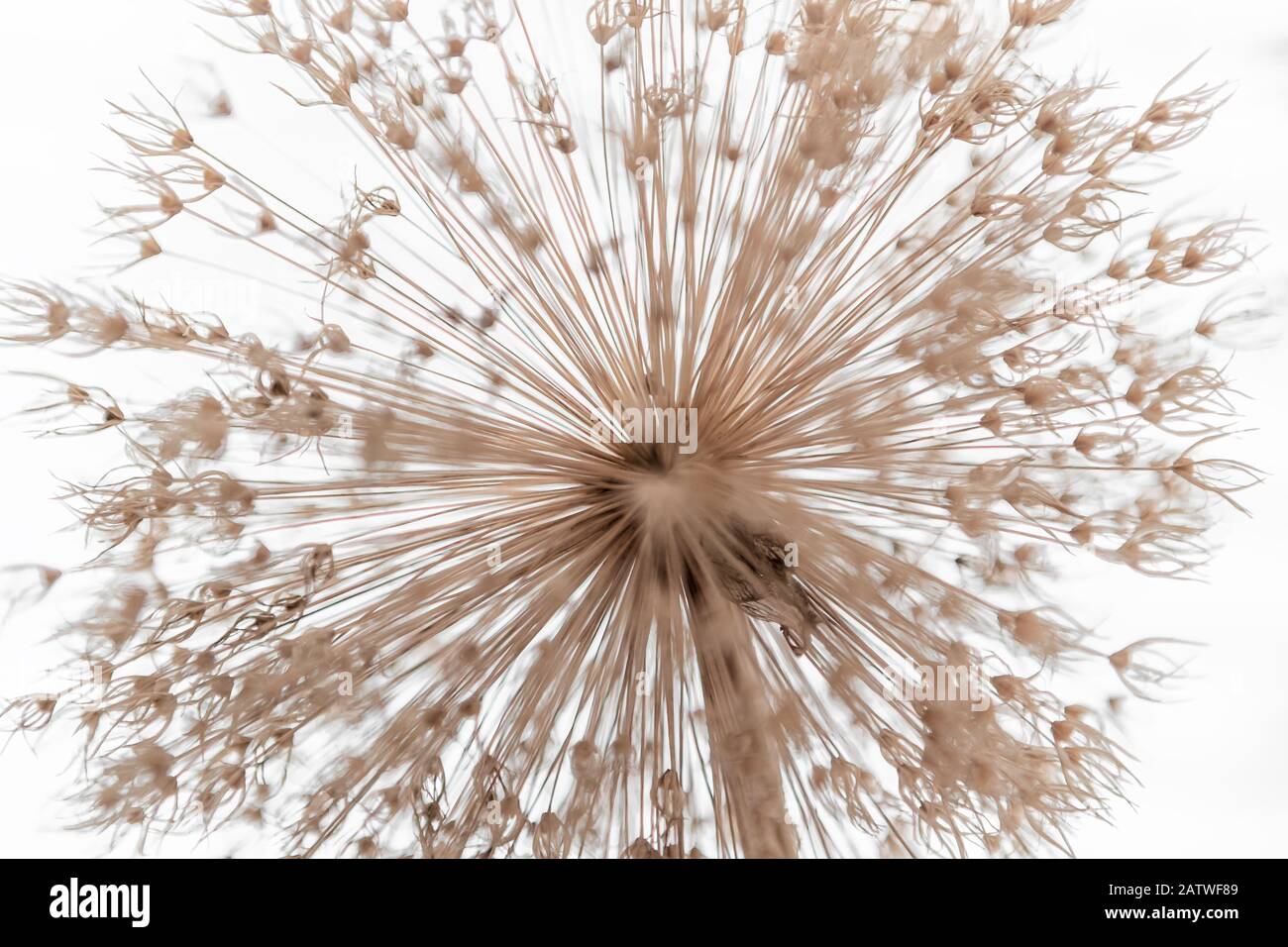 Allium, Blume, Dandelionensamen Stockfoto