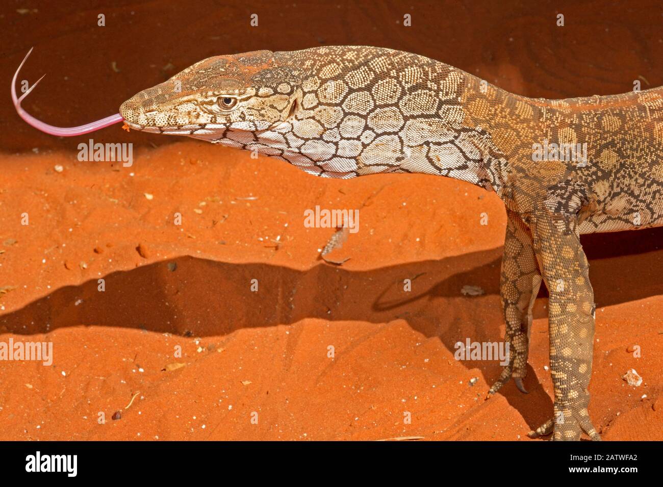 Ein Perentie (Varanus giganteus), der mit seiner gekrüppten Zunge Gerüche erkennt, Alice Springs Reptile Center, Northern Territory, Australien, Gefangen. Mai. Stockfoto
