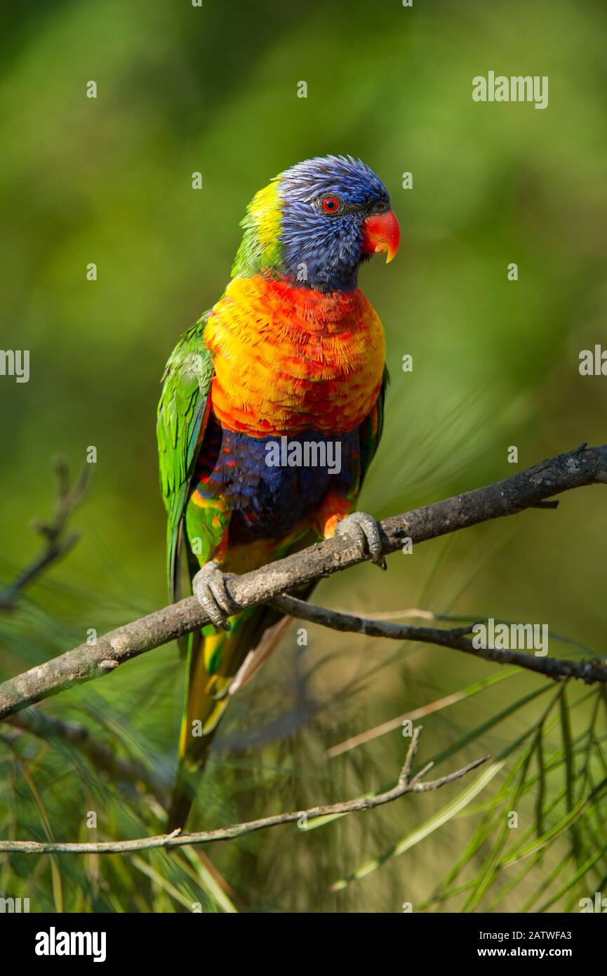 Rainbow Lorikeet (Trichoglossus moluccanus) an einer Zweigstelle, Cania Gorge National Park, Queensland, Australien. September. Stockfoto