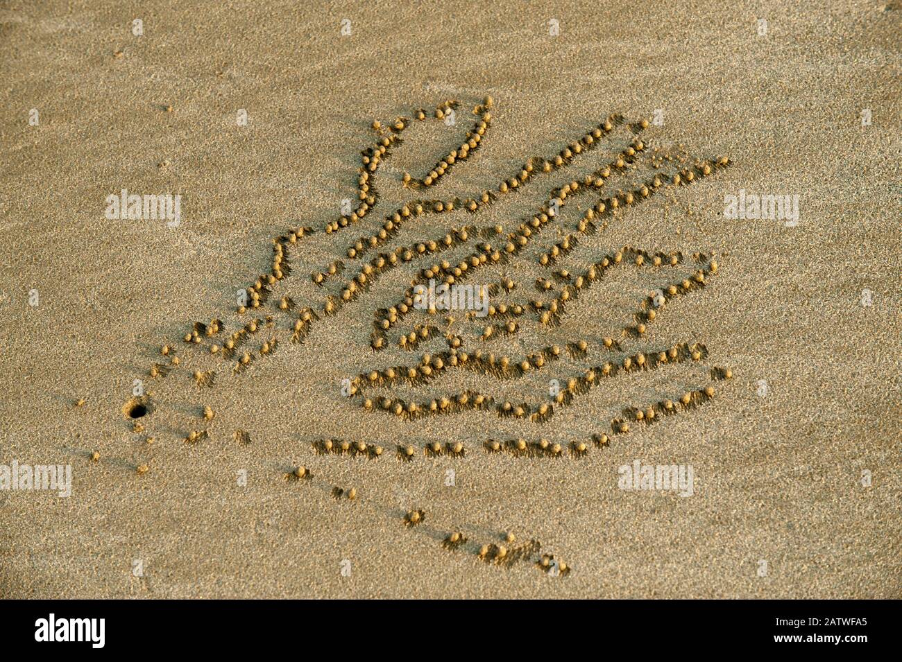 Sandblasenmuster, die von Sandbrotkrebsen (Scopimera inflata), dem Cape Hillsborough National Park, Queensland, Australien, erzeugt werden. September. Stockfoto