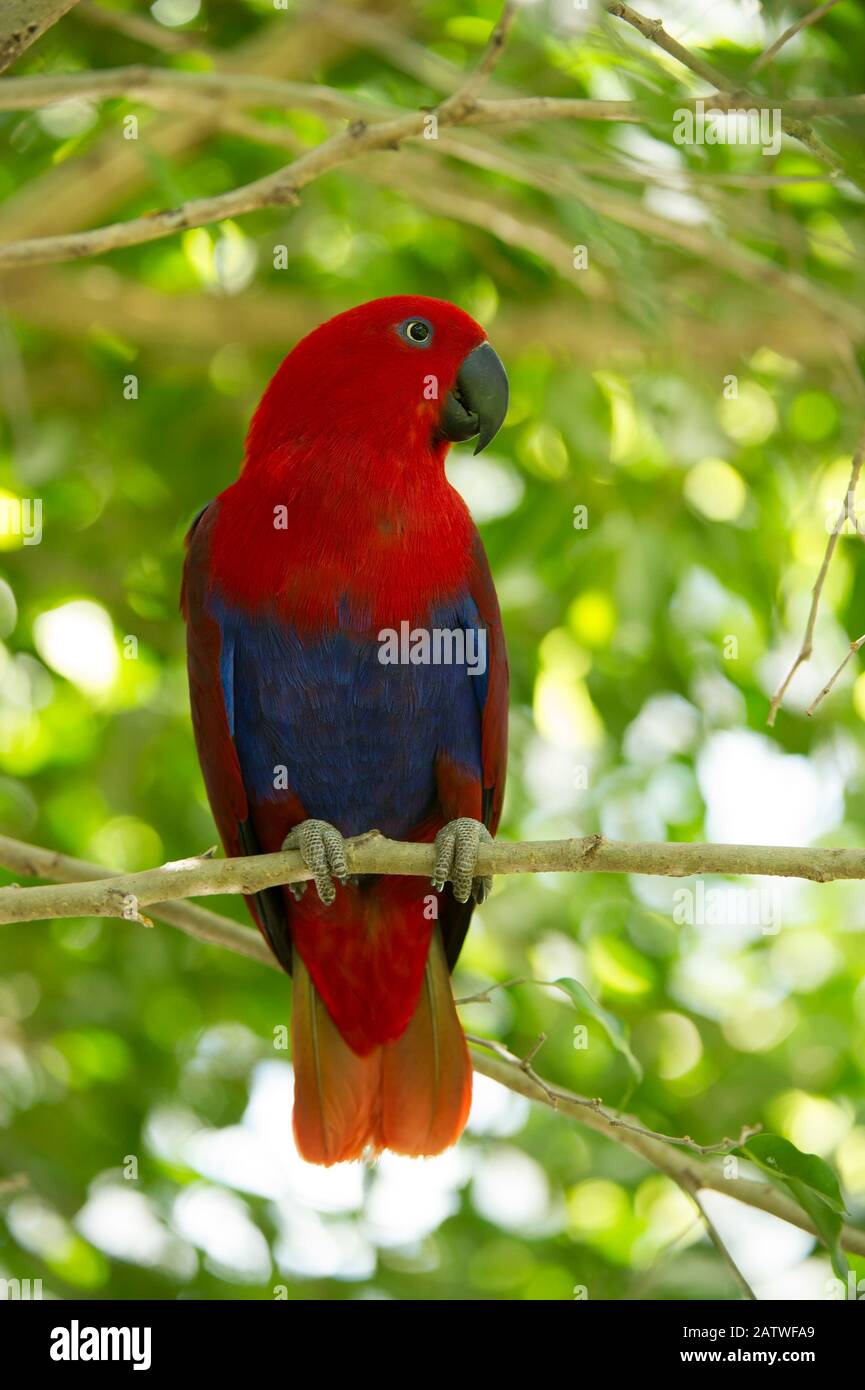 Eclectus Papagei (Eclectus roratus) Weibchen thront in einem Baum, Dem Wildlife Habitat Zoo, Port Douglas, Queensland, Australien. August. Gefangen. Stockfoto