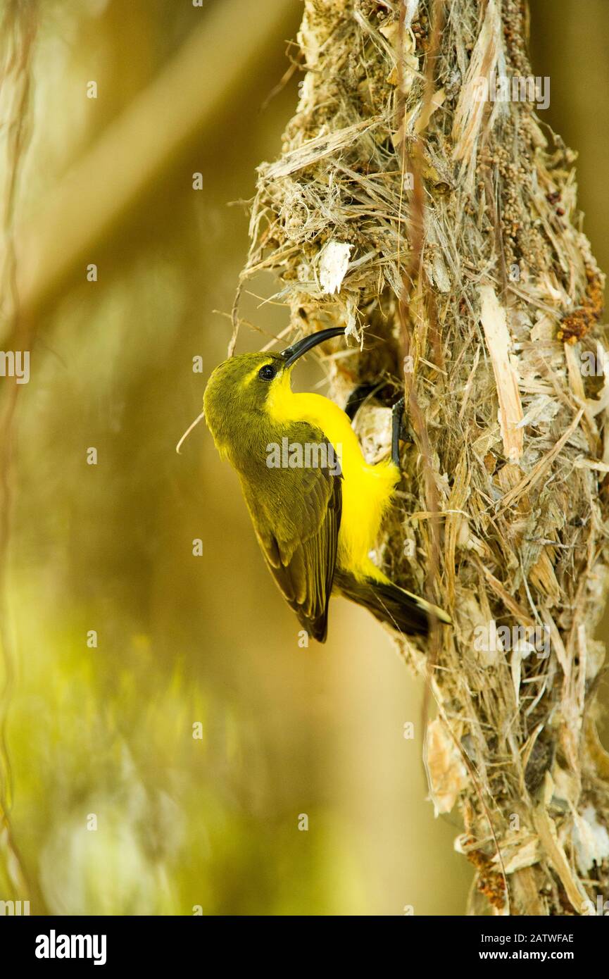 Olivbesicherte Sonnenvögel (Nectarinia jugularis), die mit Nistmaterial in ihr Nest zurückkehren, Cape Hillsborough National Park, Queensland, Australien, September. Stockfoto