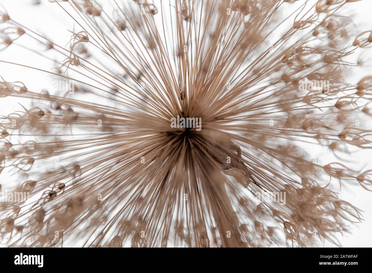 Allium, Blume, Dandelionensamen Stockfoto