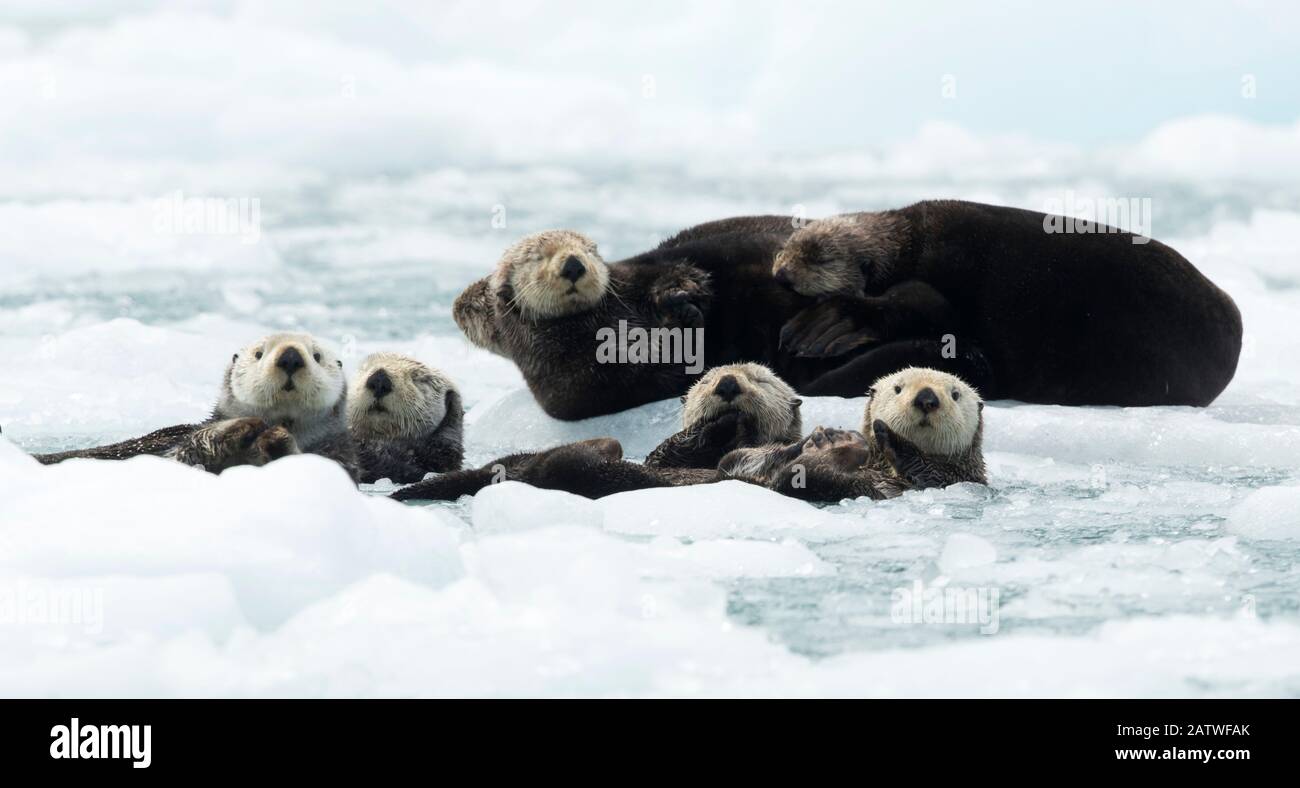 Seeottern (Enhyda lutris), die auf Eis, Alaska, USA, Juni ruhen Stockfoto