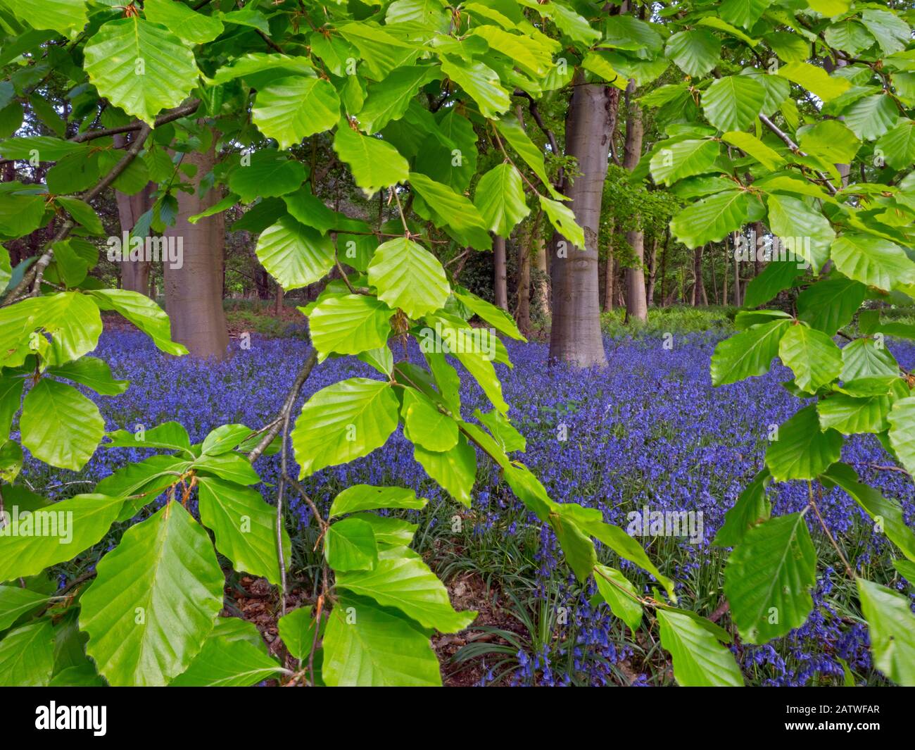 Bluebells (Hyacinthoides non scripta) und Beech (Fagus sylvatica) verlassen England, Großbritannien, Mai. Stockfoto