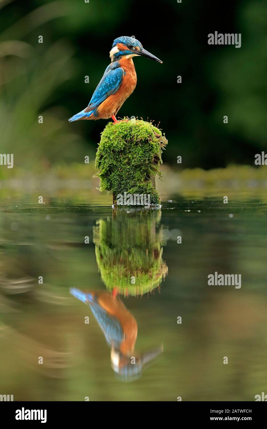 Kingfisher, (Alcedo atthis), Tauchen für Fisch, Großbritannien Stockfoto
