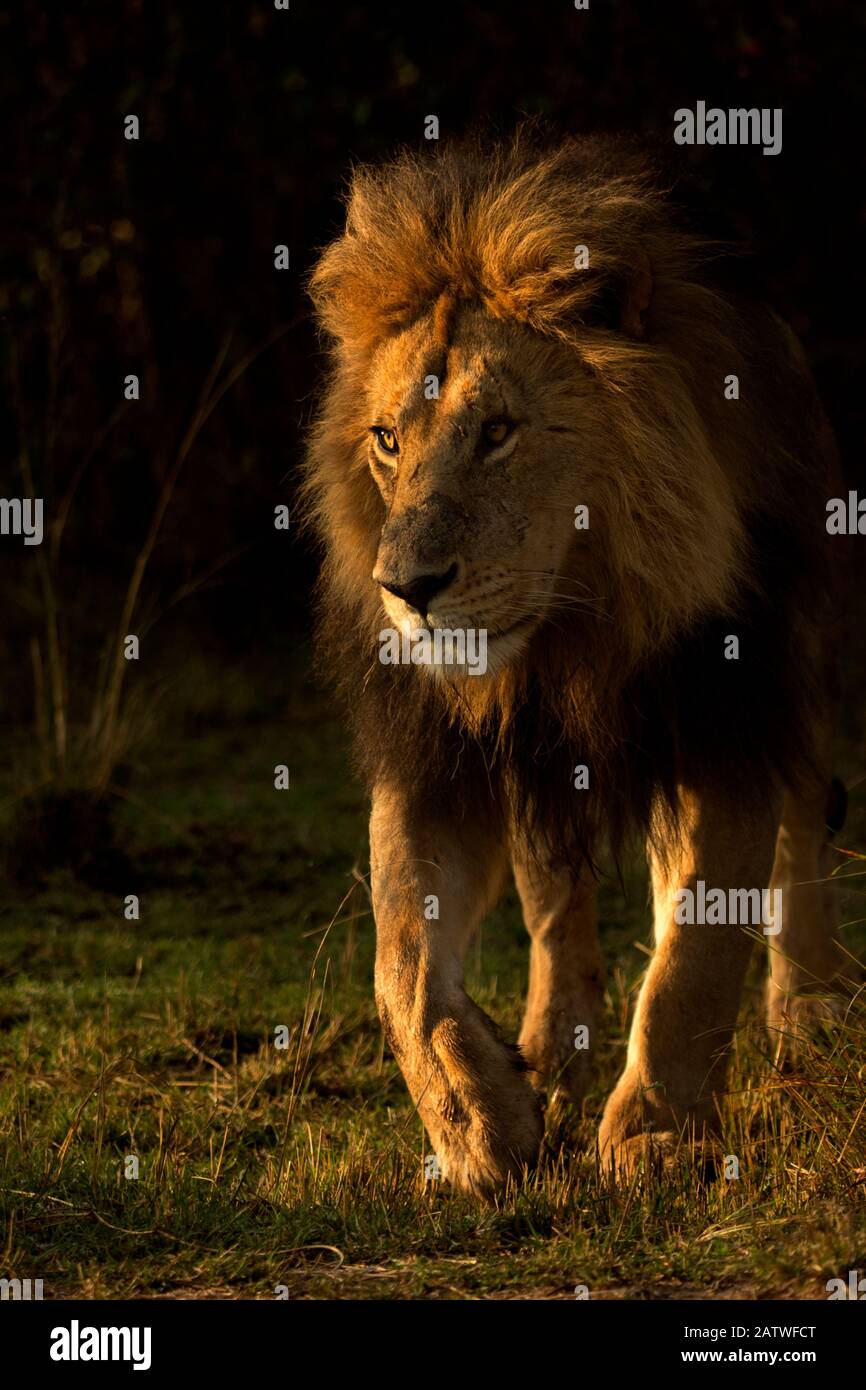 Afrikanischer Löwe (Panthera leo), männlich, Masai Mara, Kenia, Afrika, Stockfoto