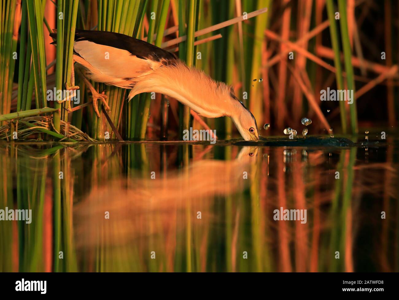 Kleine Bittern (Ixobrychus minutus), Jagd in Schilf, Bulgarien, Juni. Stockfoto