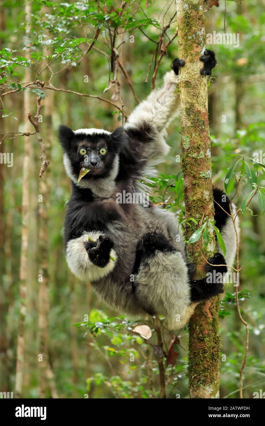 Indri Lemur, (Indri indri), im Regenwald, Perinet, Madagaskar Stockfoto