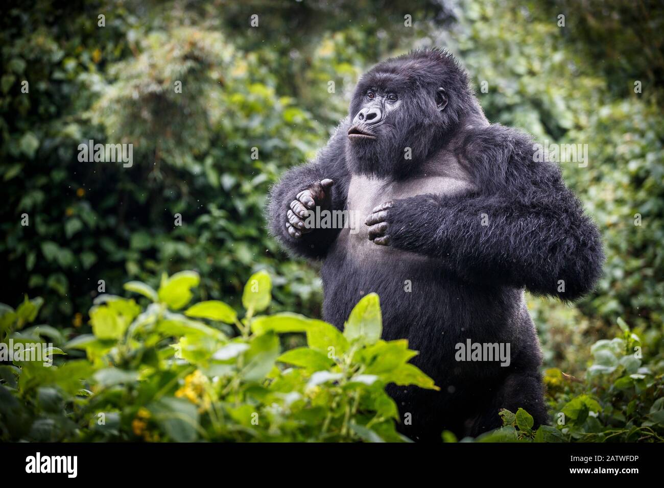 Berggorilla (Gorilla beringei beringei) schwärzt, jugendliches Männchen demonstriert Macht. Vulkane National Park, Ruanda. Stockfoto