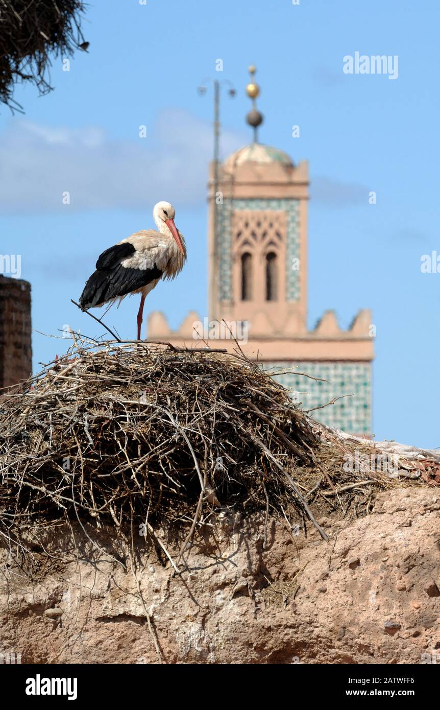Single White Stork, Ciconia ciconia, Standing on Nest im El Badi Palast mit Minarett der Berrima Moschee im Hintergrund Marrakesch Marokko Stockfoto