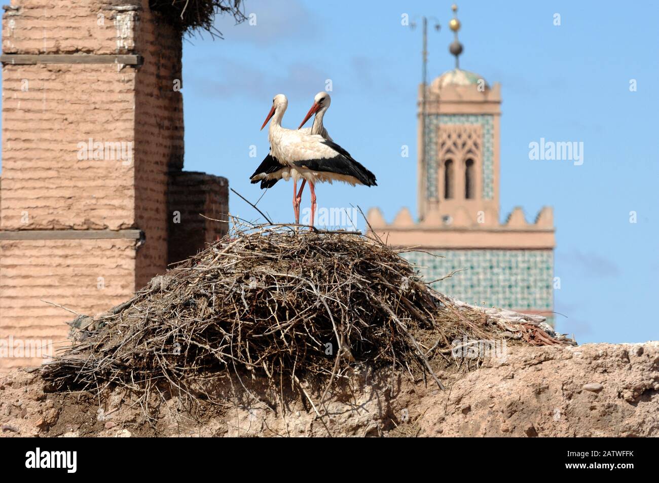 Paar oder Ein Paar Weißstörche, die auf der Nest im El Badi Palast mit Minarett der Berrima Moschee im Hintergrund Marrakesch-Marokko stehen Stockfoto