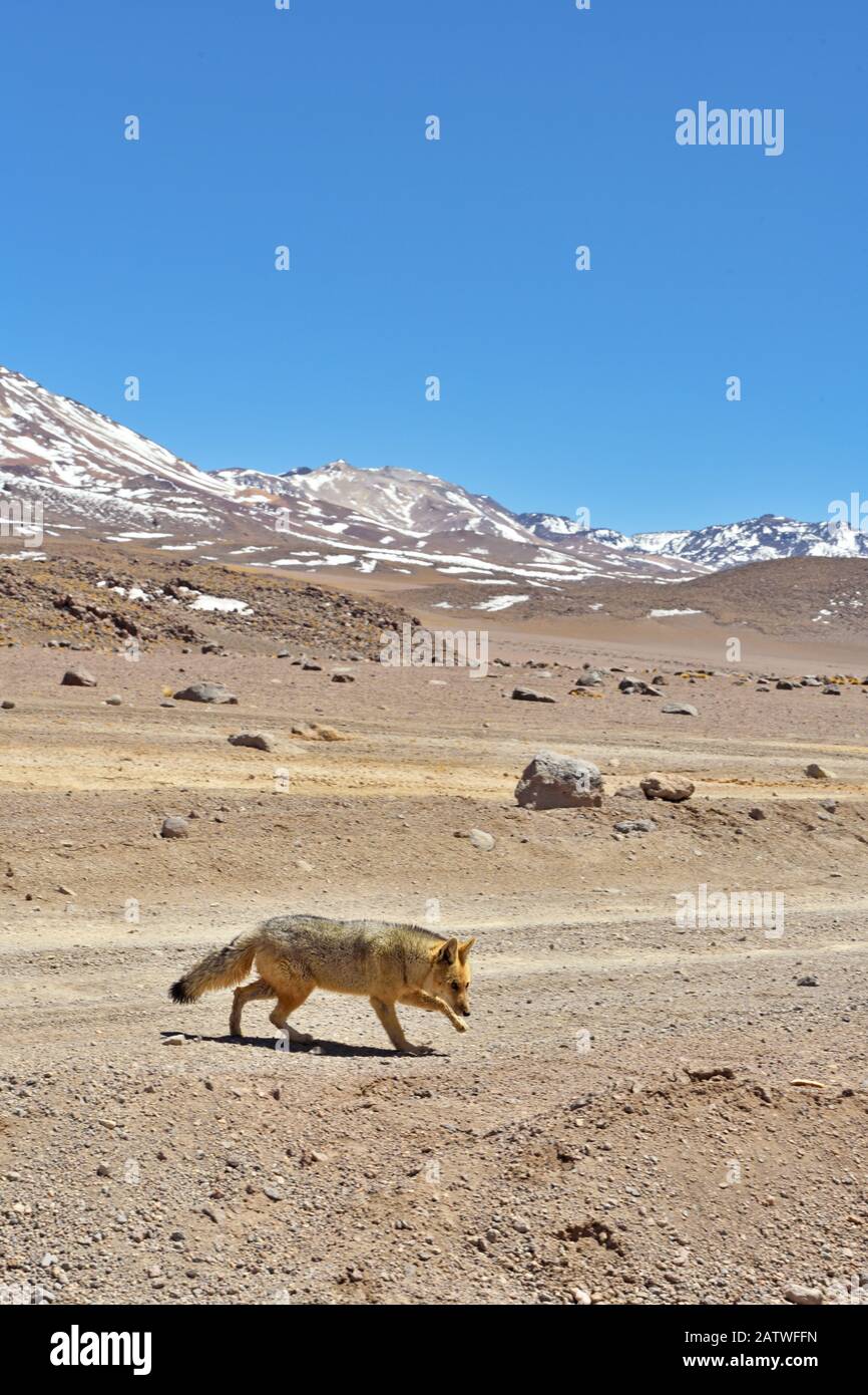 Andenfuchs (Lycalopex culpaeus), der im Altiplano, in den Anden, in Bolivien spaziert. September 2018. Stockfoto