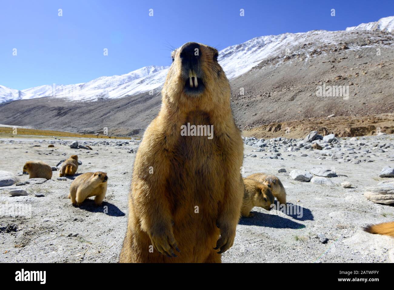 Himalaya-Murmeltier (Marmota himalayana). Chantang Wildlife Sanctuary. Ladakh, Indien, Stockfoto