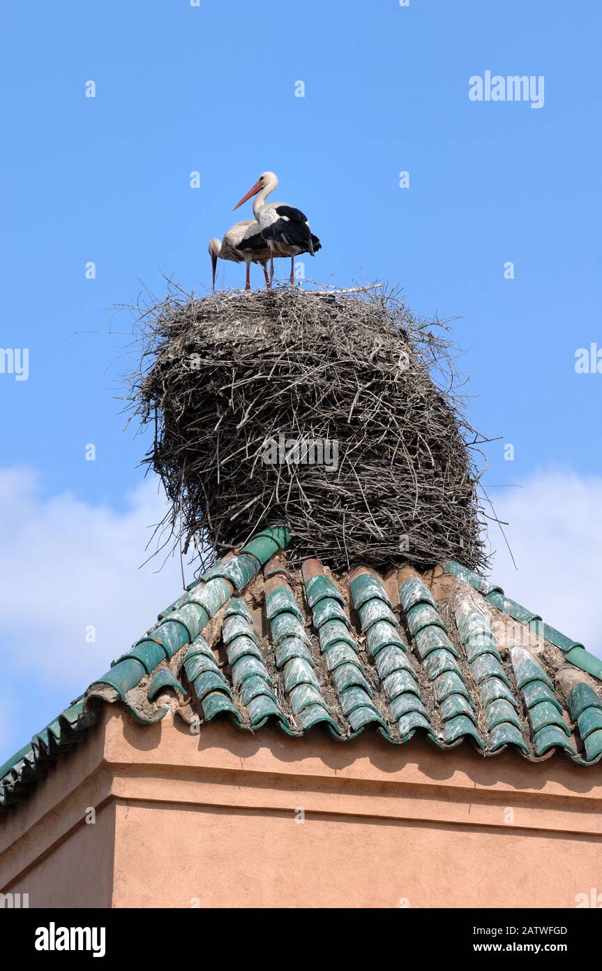 Riesiges Nest oder Giant Bird Nest of White Storks, Ciconia Ciconia, Ausgeglichen auf Roof Ridge im Badi Palace Marrakesch Marokko Stockfoto