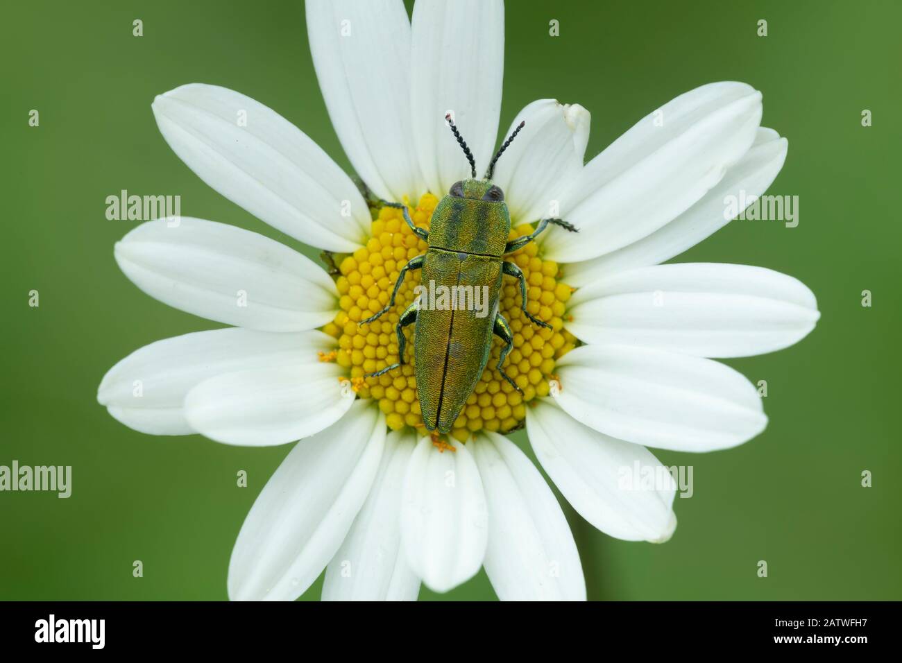 Juwelenkäferchen (Anthaxia hungarica) auf Asterblüten, südlich von Casteil, französische Pyrenäen, Frankreich. Mai Stockfoto