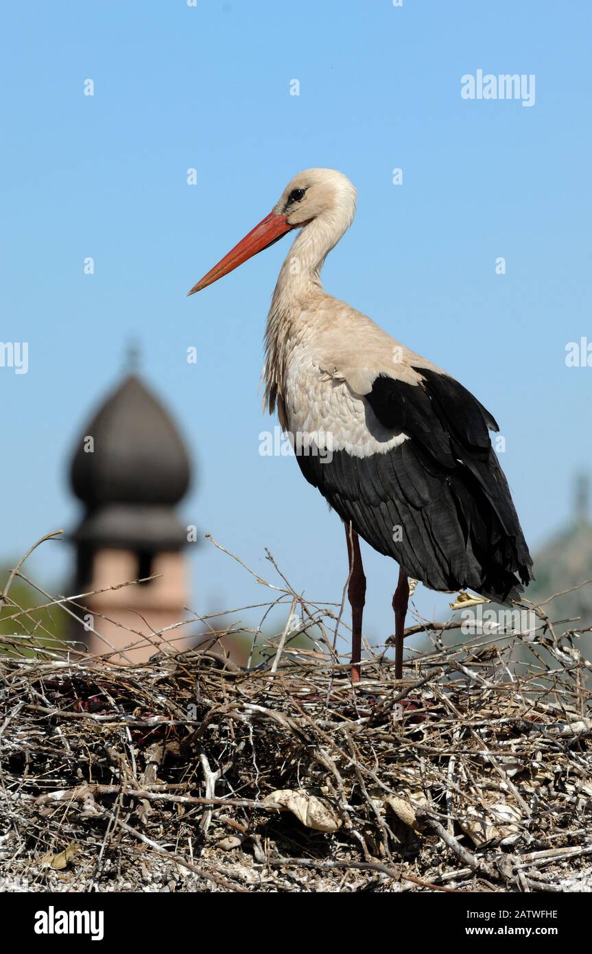 Porträt des Single White Stork, Ciconia ciconia, in Nest auf Den Dächern des El Badi Palace Marrakesch Marokko stehend Stockfoto