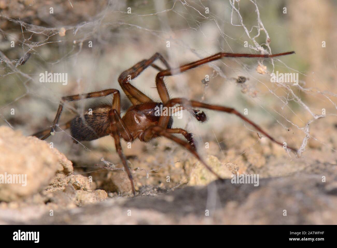 Gemeinsame Spitze Weaver / Spitze-Webbeter Spinne (Amaurobius similis) männlich in seinem Netz in einer alten Steinmauer nachts, Wiltshire, Großbritannien, September. Stockfoto