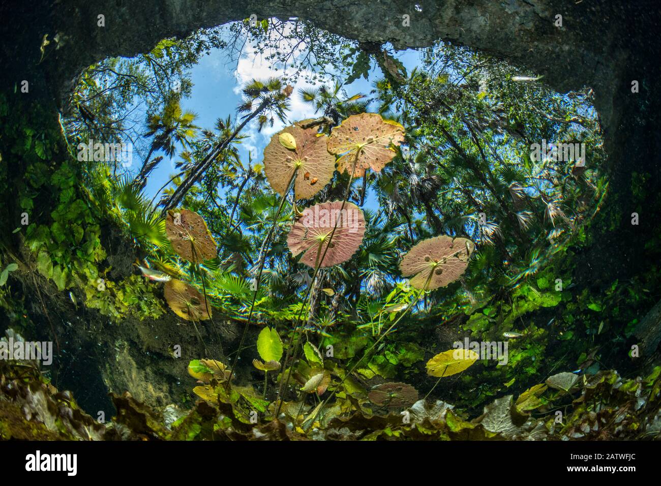 Seerosen an der Oberfläche in Cenote Nicte-ha, Tulum, Quintana Roo, Yucatan-Halbinsel, Mexiko. Stockfoto