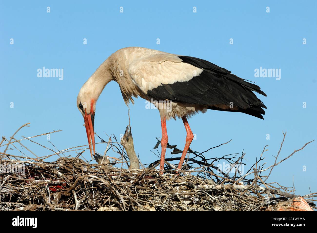 Single White Stork, Ciconia ciconia, Fütterung von Küken auf Nest Marrakesch Marokko Stockfoto