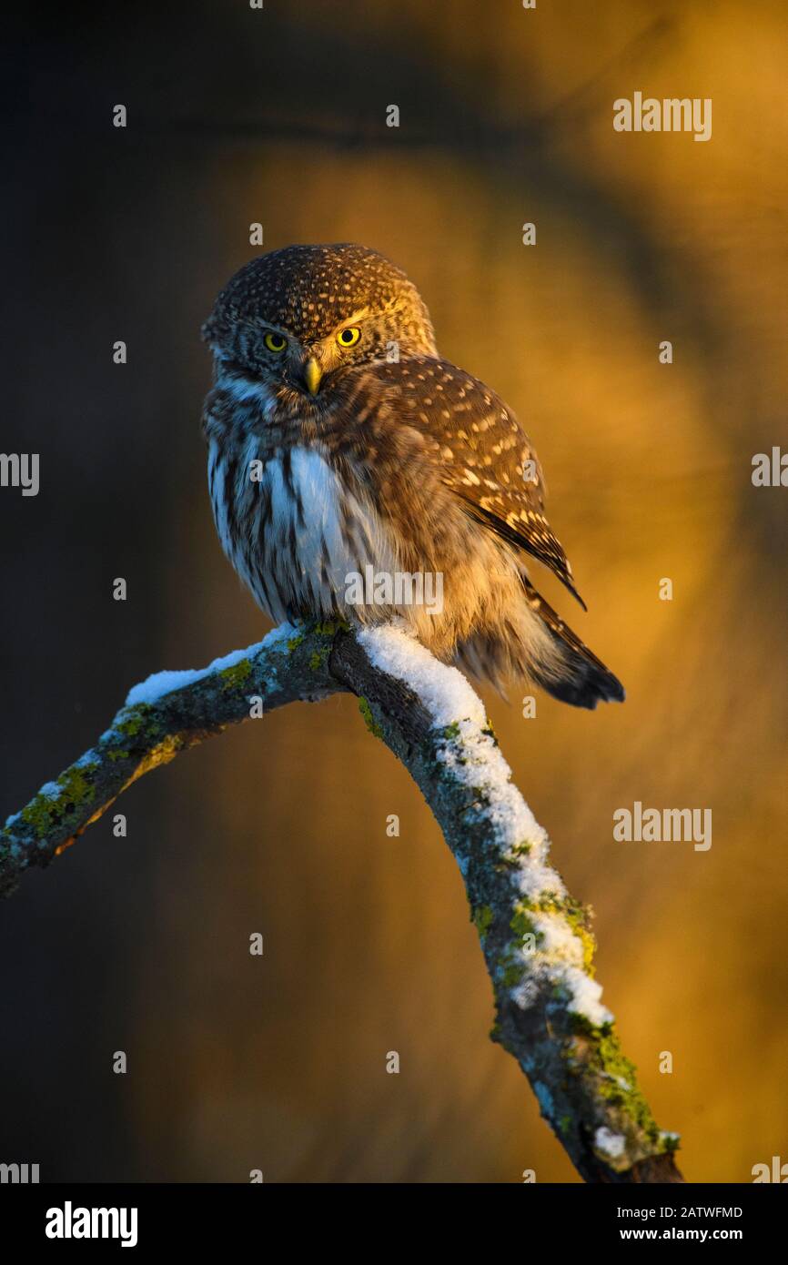Eurasische Pygmäeneule (Glaucidium passerinum) thront in Abendlicht auf schneebedecktem Ast. Vorumaa, Südestland. November. Stockfoto