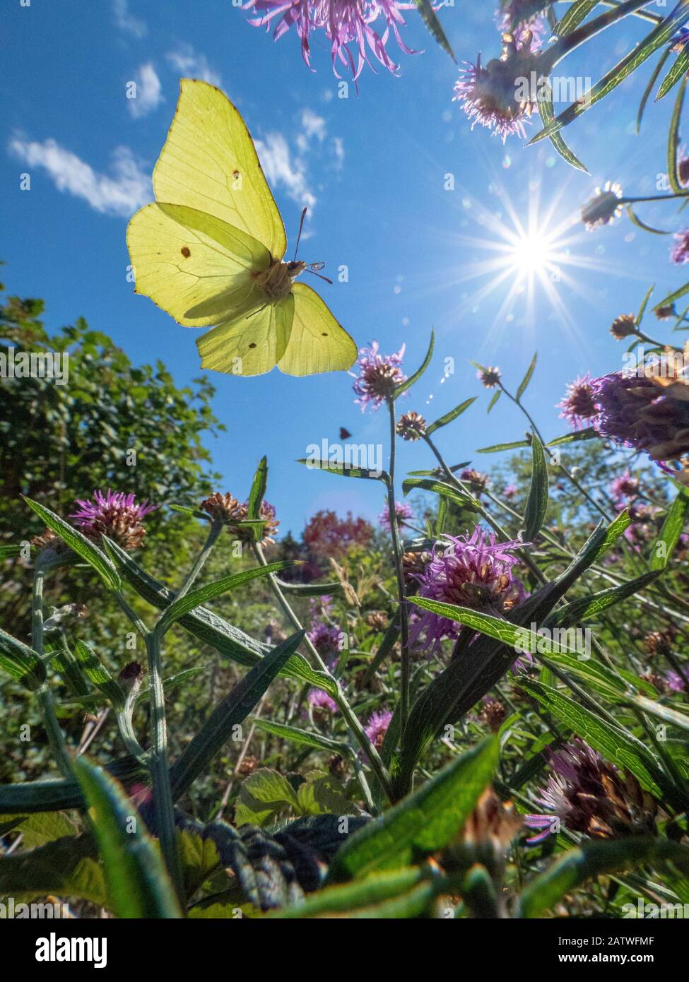 Gemeiner Brimstone (Gonepteryx rhamni), der auf der Sommerwiese unter Knapweed (Centaurea sp) fliegt. Hvaler, Ostfold, Norwegen. Juli. Stockfoto