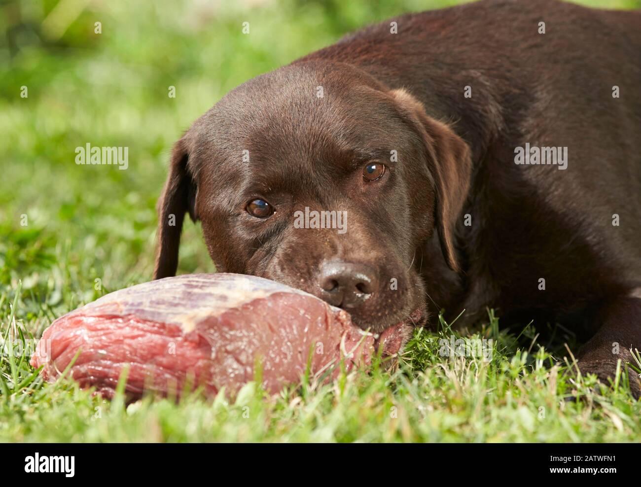 Brauner Labrador Retriever. Erwachsene, die während des Kauens auf einem Stück Fleisch im Gras liegen. Deutschland. Stockfoto