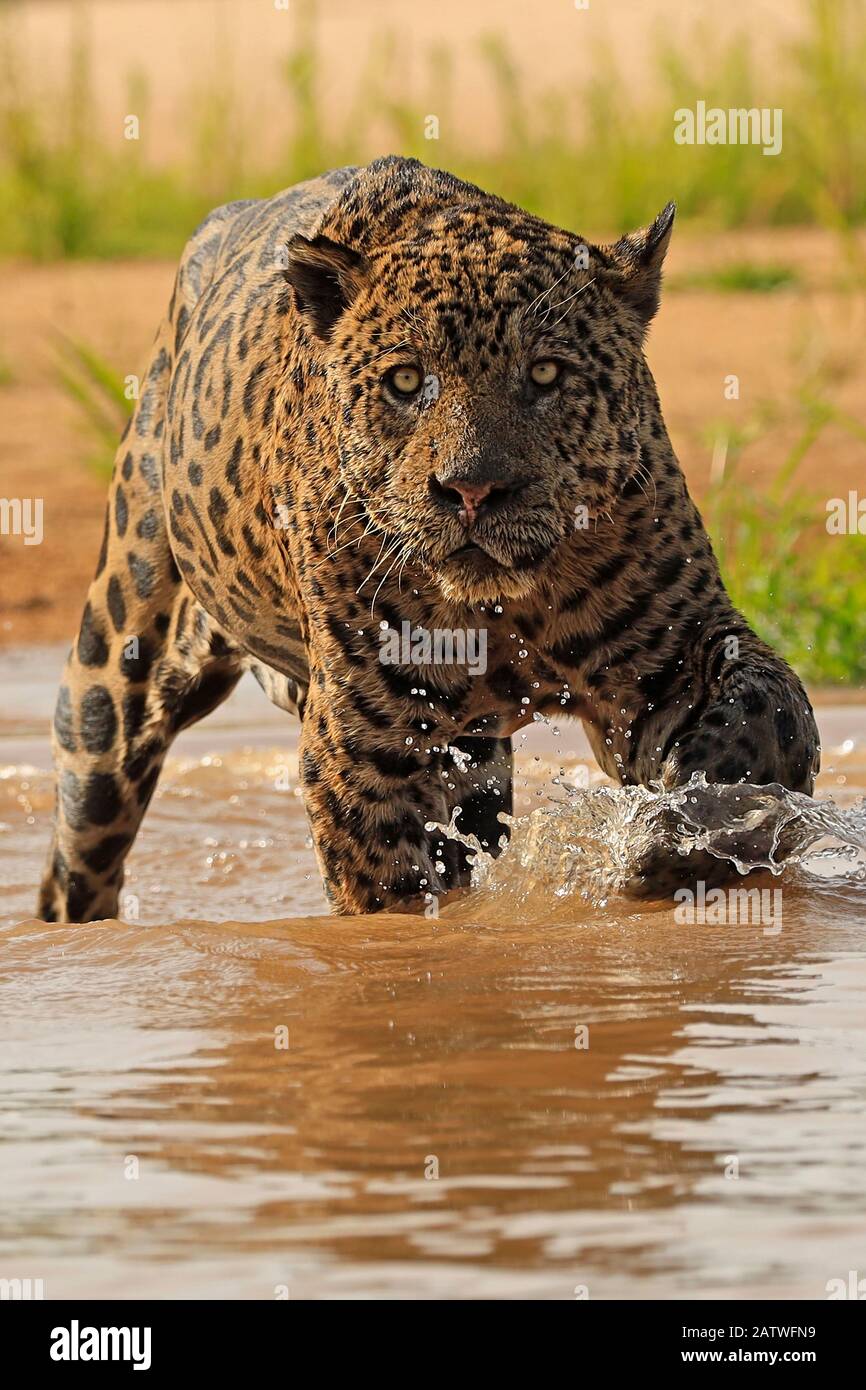 Jaguar (Panthera onca) alte männliche Jagd im Fluss, Pantanal, Brasilien Stockfoto