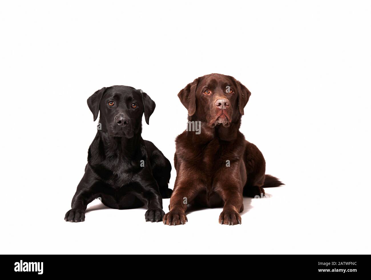 Labrador Retriever. Schwarz-brauner adulter Hund liegt nebeneinander. Studio-Bild vor weißem Hintergrund. Deutschland. Stockfoto