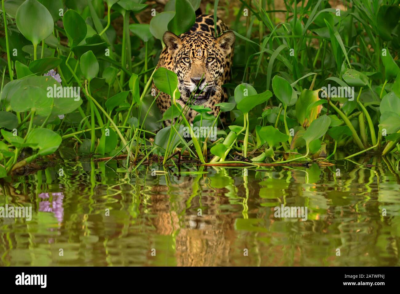 Jaguar (Panthera onca) auf der Jagd entlang des Flusses, Pantanal, Brasilien Stockfoto