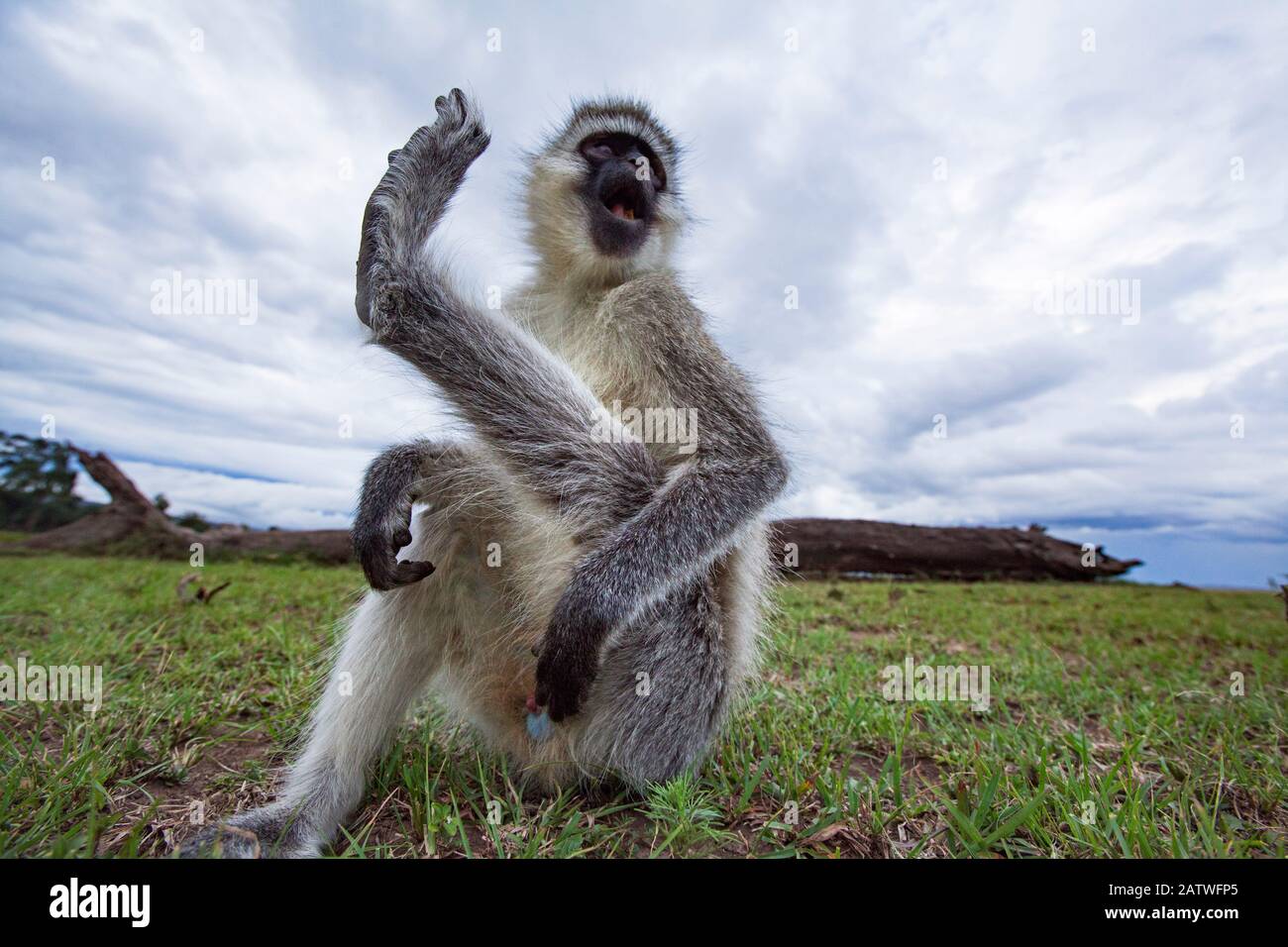 Vervet Monkey (Cercopithecus aethiops) männlich verkratzt sich selbst - Fernkamera . Masai Mara National Reserve, Kenia. Stockfoto