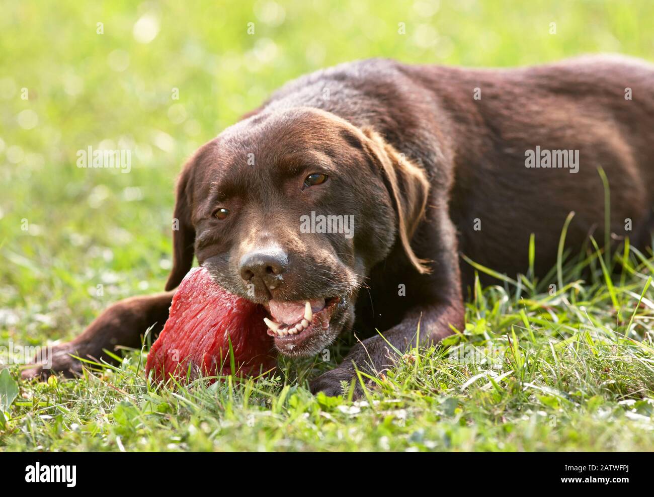 Brauner Labrador Retriever. Erwachsene, die während des Kauens auf einem Stück Fleisch im Gras liegen. Deutschland. Stockfoto