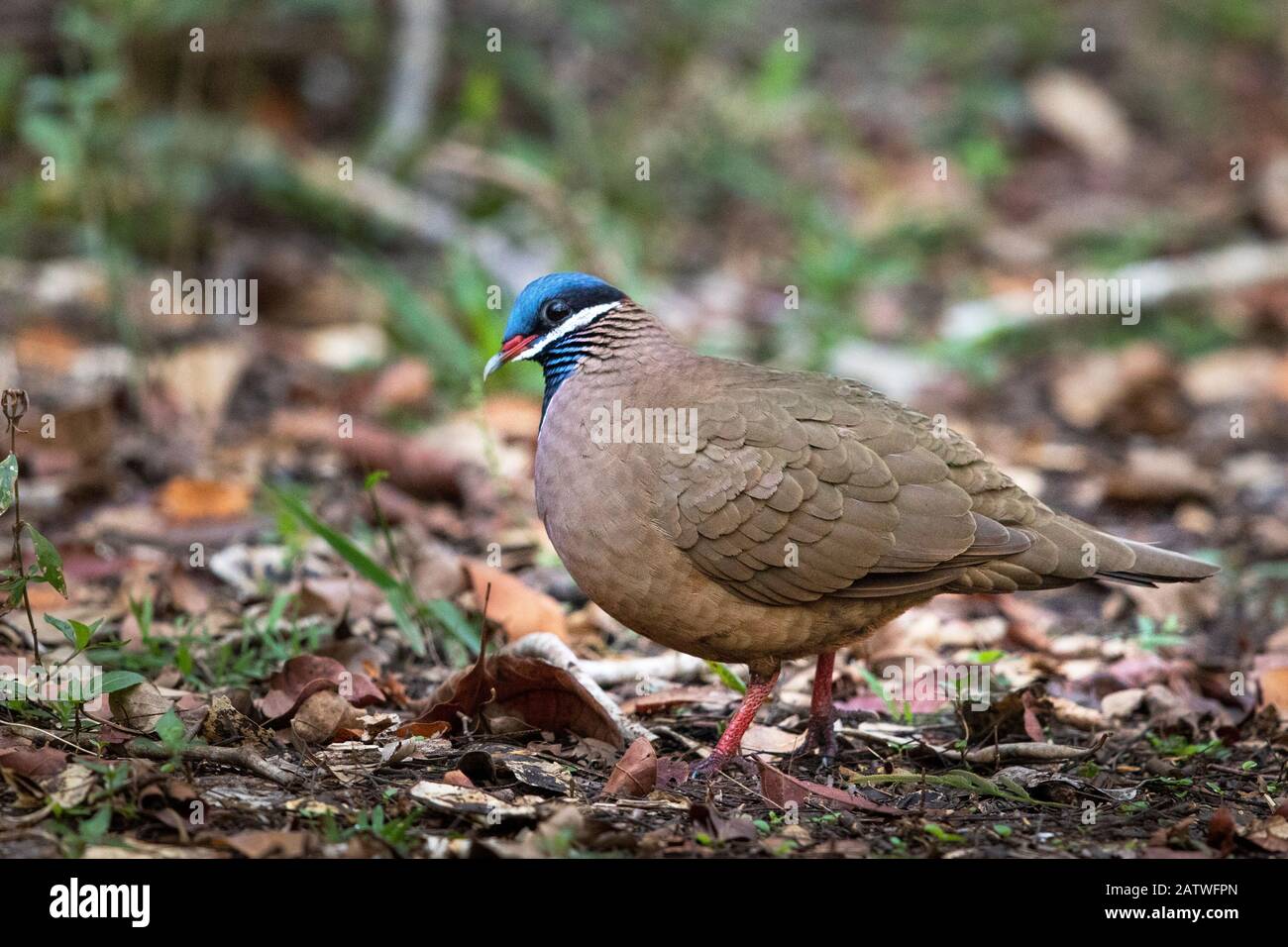 Blauköpfige Wachteltaube (Starnoenas cyanocephala) vor Ort, Kuba Stockfoto